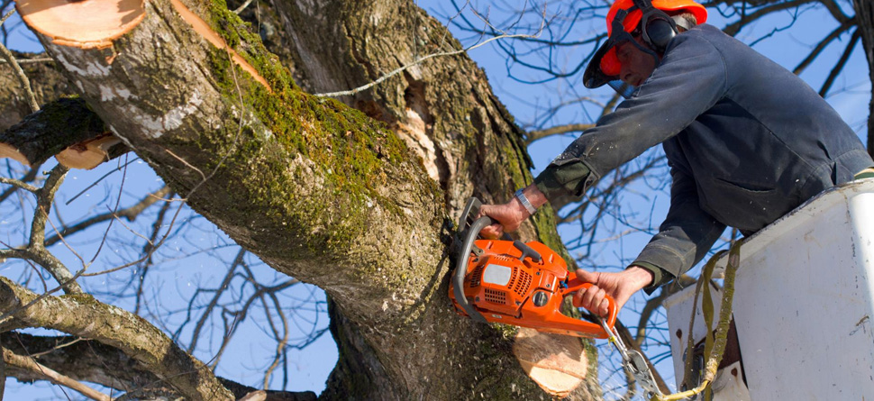 TRAVAUX D’ARBRES SUR 93