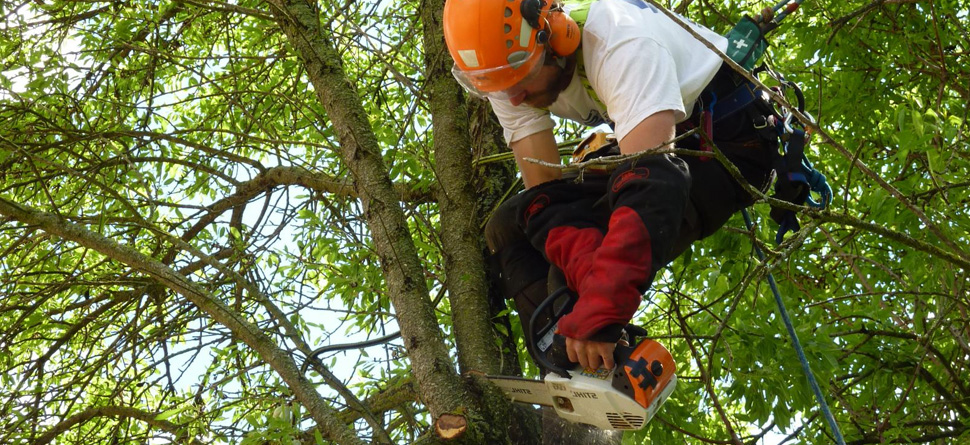 DES TRAVAUX D’ARBRE POUR TOUT 93